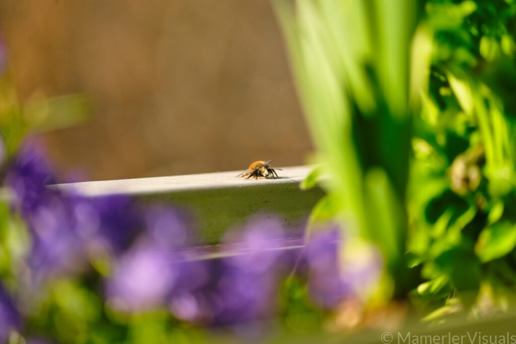 Whispers of Spring