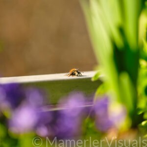 Whispers of Spring